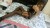 Yeni MELEZ ESCORT ASYA - Resim9